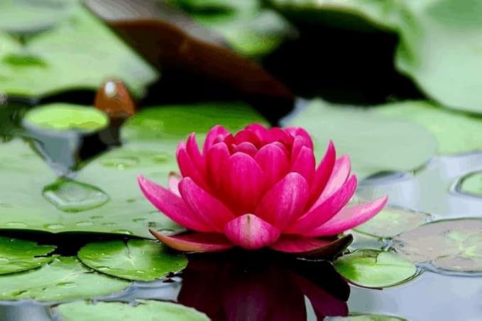 Lotus seeds