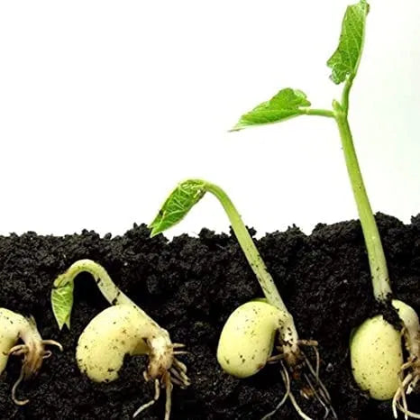 Vermicompost Fertilizer for Plants (Pack of 2)